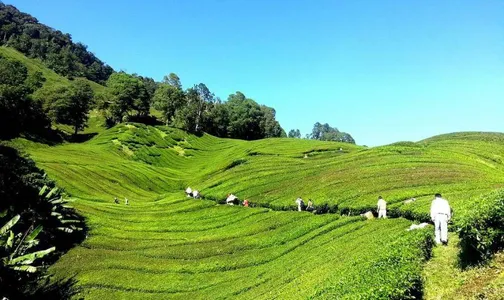Tea Garden in Ilam